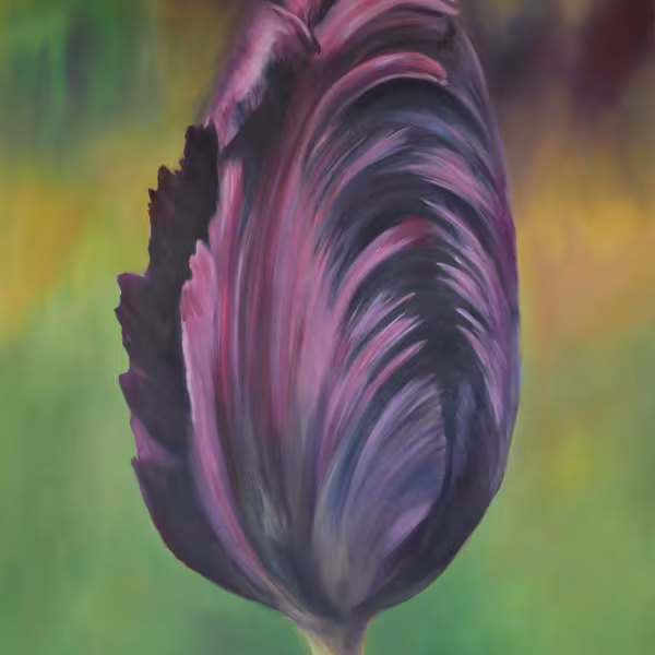 Schwarze Tulpe