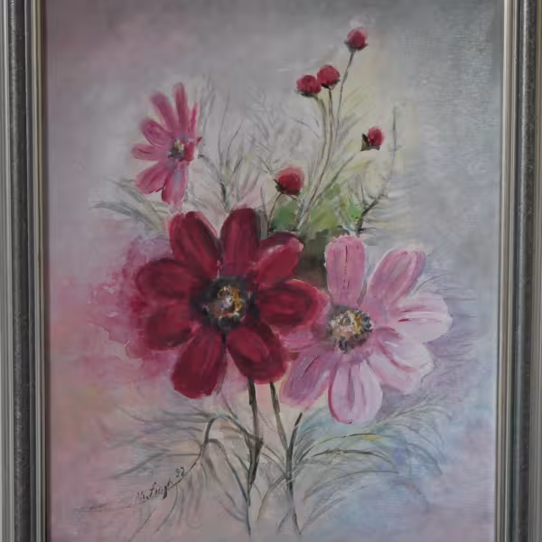 Cosmea