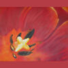 In the red tulip cup