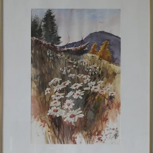 Daisies in the meadow