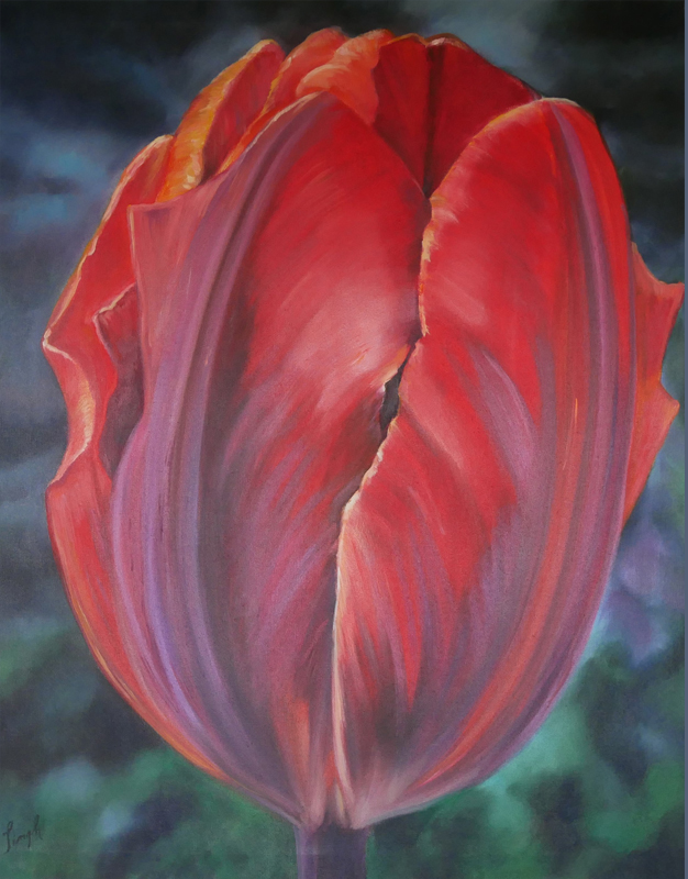 Red tulip with purple stripes