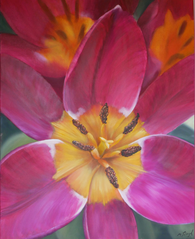Tulips in magenta with a view of the yellow cup