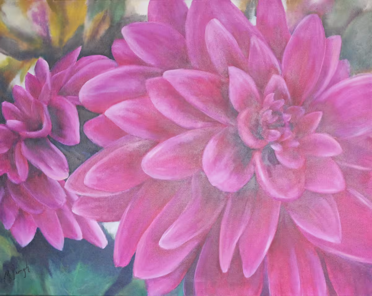 Dahlien in magenta