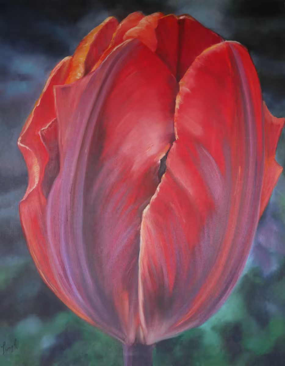 Rote Tulpe mit violetten Streifen