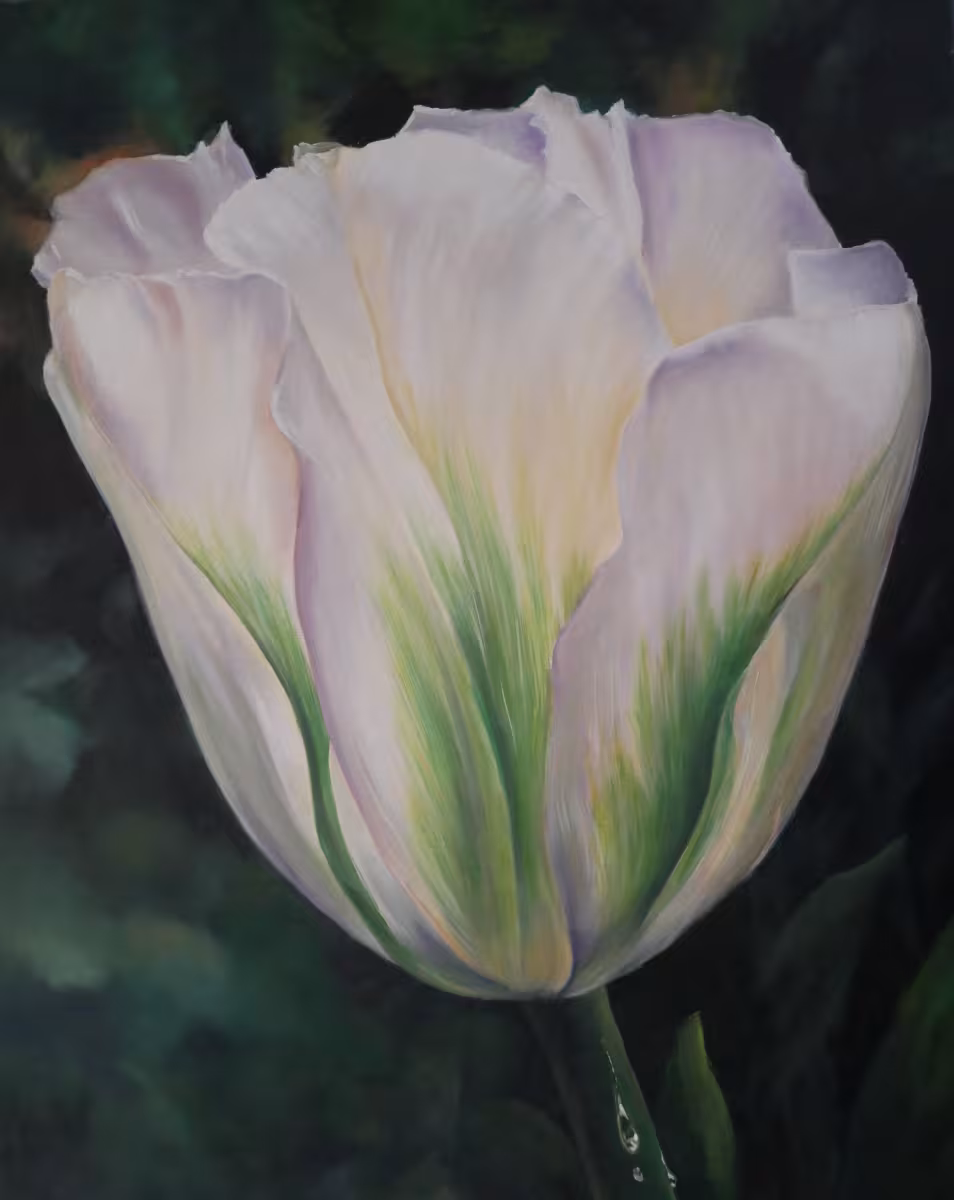 Weiße Tulpe mit grünen Streifen
