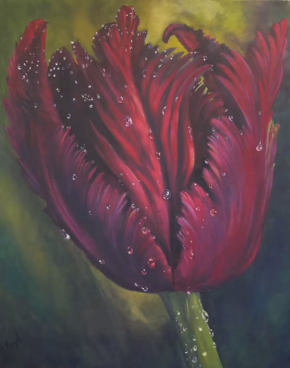 Schwarze Tulpe im Tau