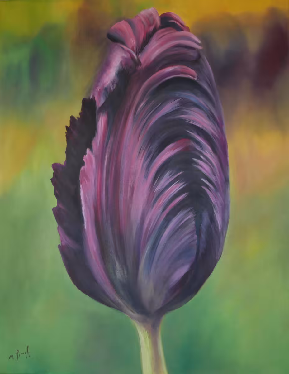 Schwarze Tulpe