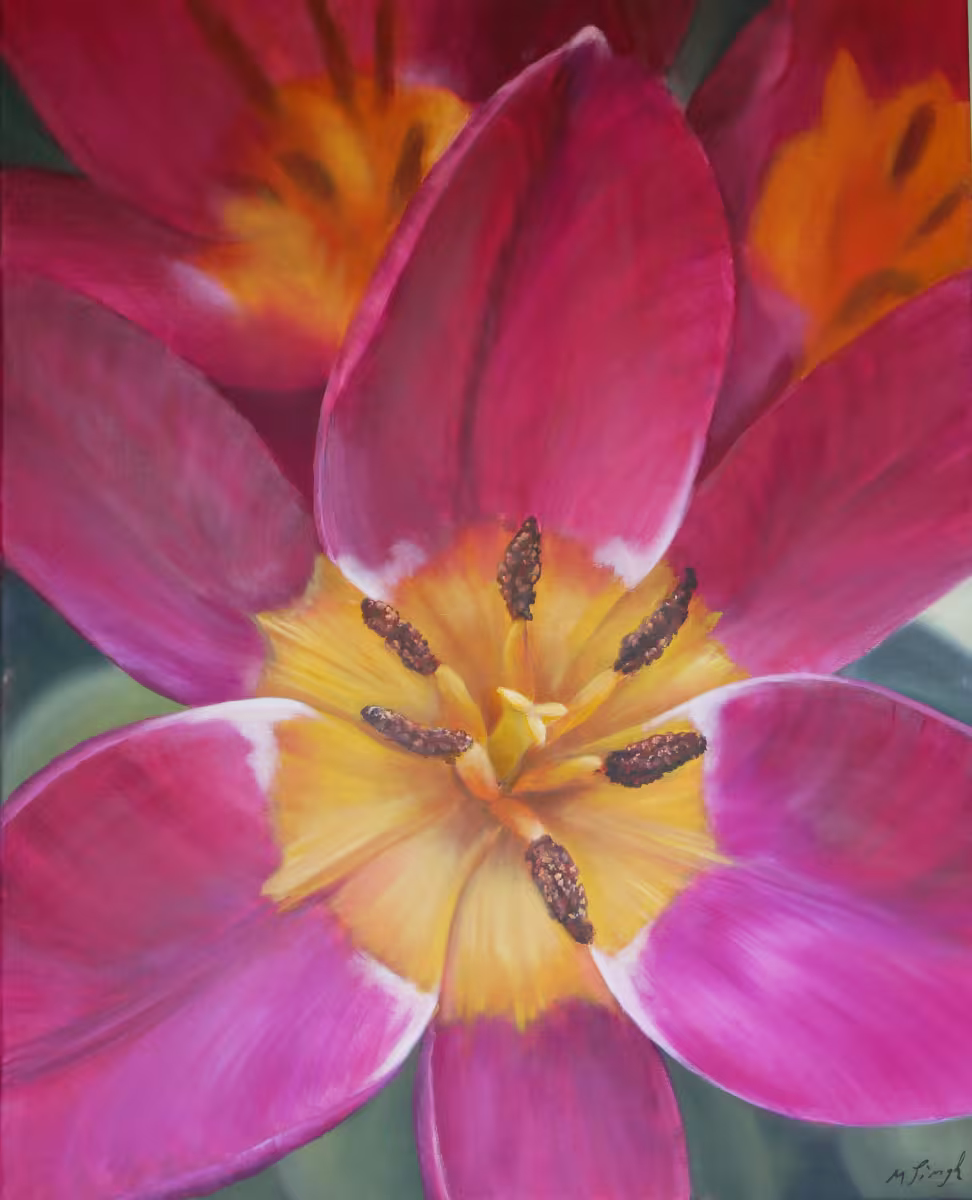 Tulpe in Magenta mit gelbem Kelch