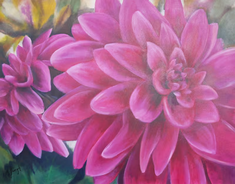 Dahlien in magenta