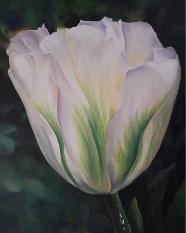 Weiße Tulpe mit grünen Streifen