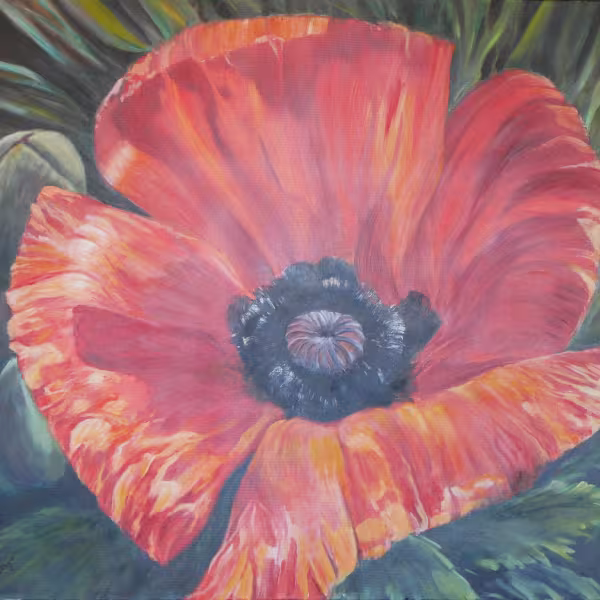 Die Mohnblume
