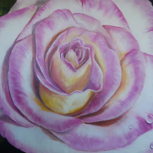 Rose in pinkgelb