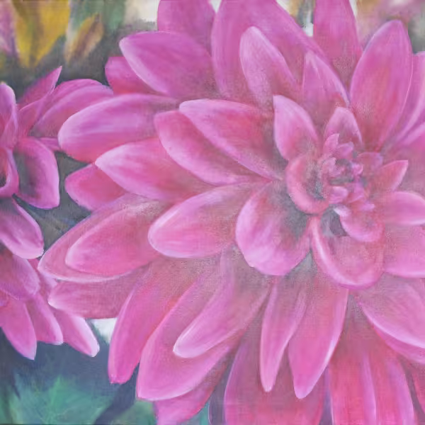Dahlien in magenta