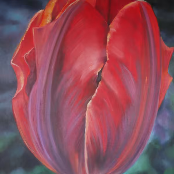 Rote Tulpe mit violetten Streifen