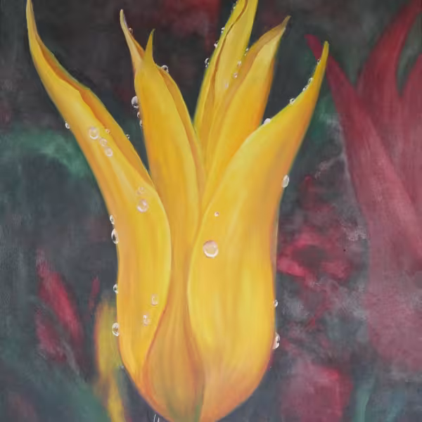 Gelbe Tulpe im Tau