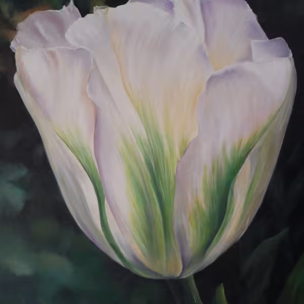 Weiße Tulpe mit grünen Streifen