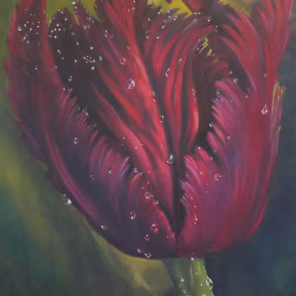 Schwarze Tulpe im Tau