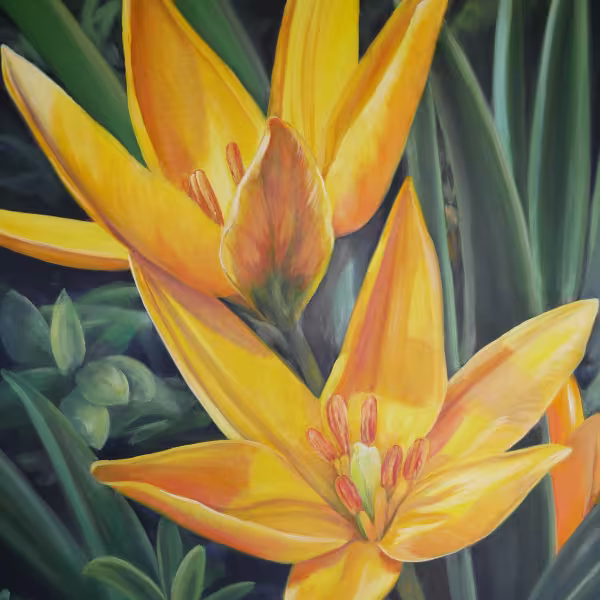 Zwei erblühte Tulpen in gelb
