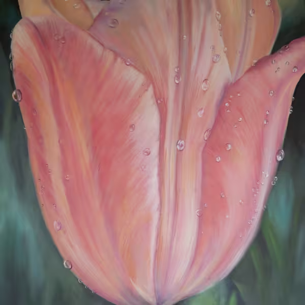 Tulpe in Pink-Pfirsisch