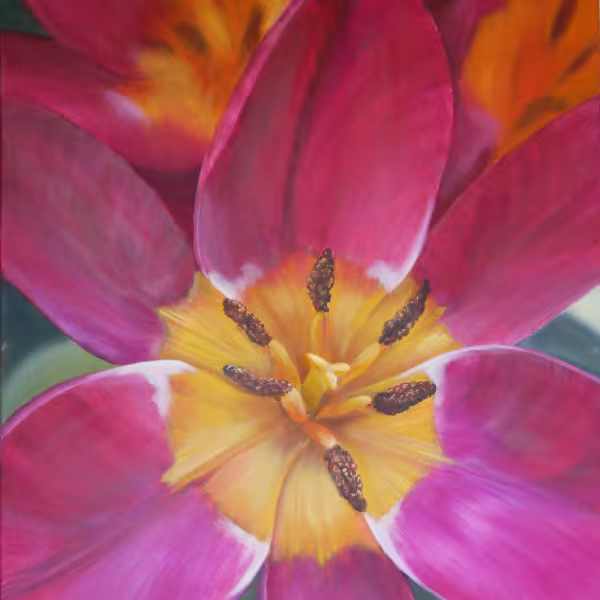 Tulpe in Magenta mit gelbem Kelch