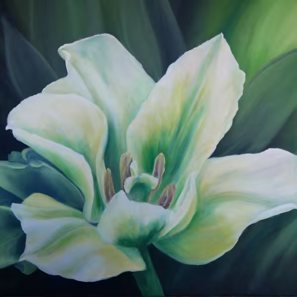 Weiße erblühte Tulpe