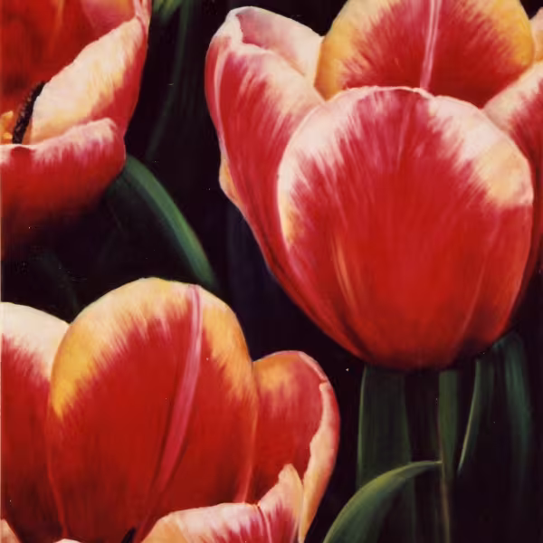 Drei große rot-gelbe Tulpen