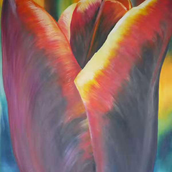 Tulpe schwarz, rot, gold