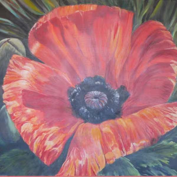 Die Mohnblume