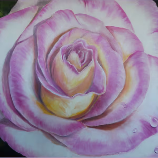 Rose in pinkgelb