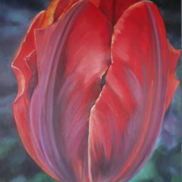 Rote Tulpe mit violetten Streifen