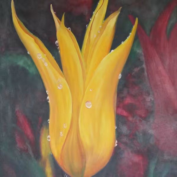 Gelbe Tulpe im Tau