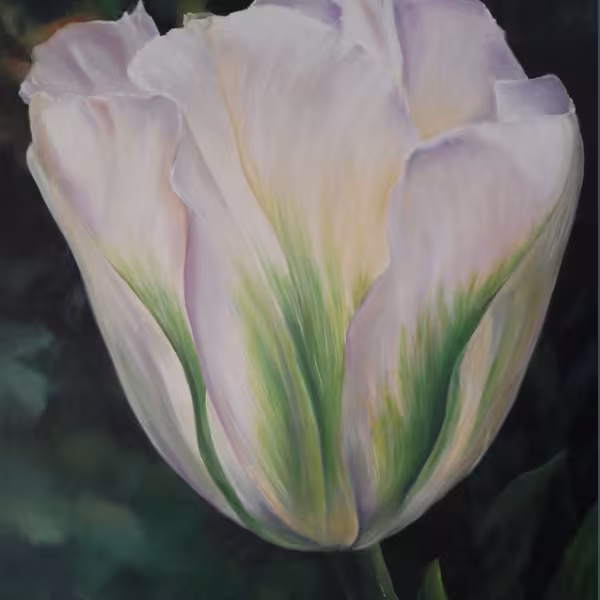 Weiße Tulpe mit grünen Streifen
