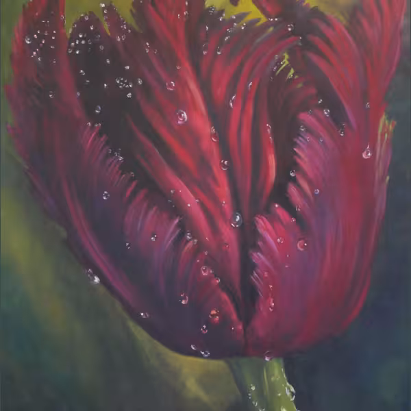 Schwarze Tulpe im Tau