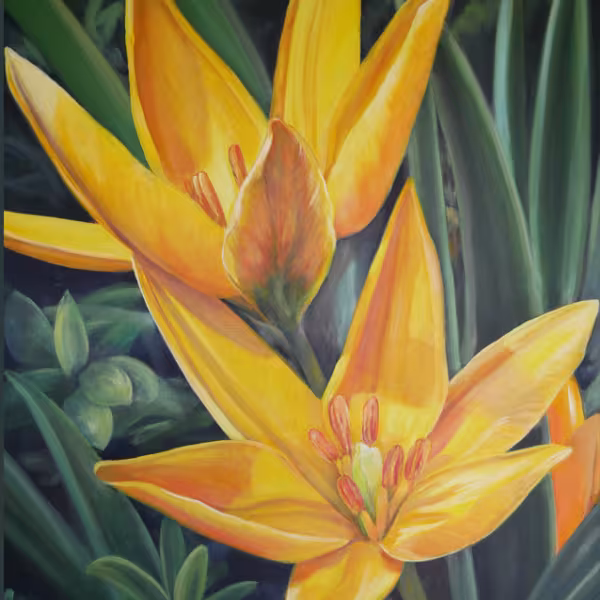 Zwei erblühte Tulpen in gelb