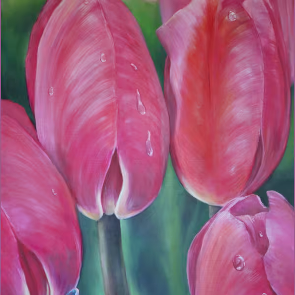 Tränende Tulpen in pink