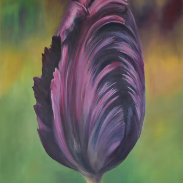 Schwarze Tulpe