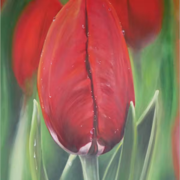 Rote Tulpe im Frühtau