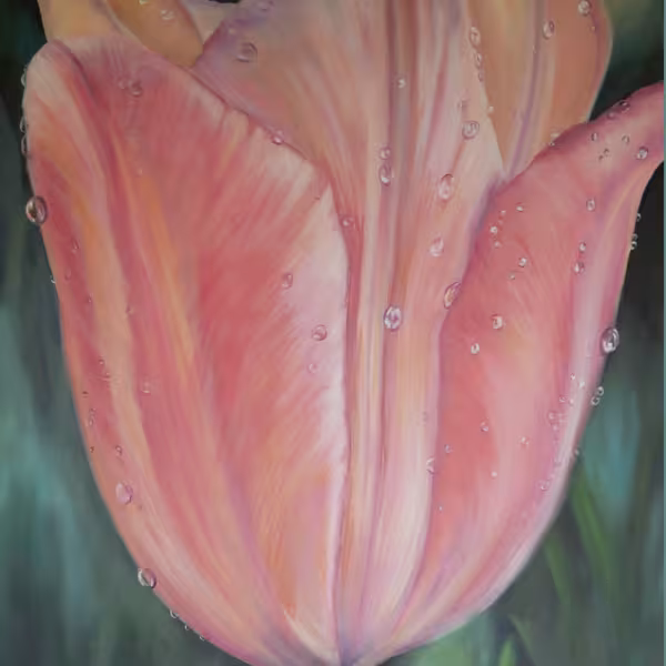 Tulpe in Pink-Pfirsisch